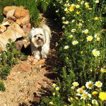 Un Shi Chi marchant dans un buisson entourée de jolies fleurs et tirant la langue il semble heureux