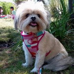 Un Shi Chi assis derrière un boisson habillée en rose et portant un collier au cou