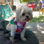 Un Shi Chi aux poils tombantes assis sur un canapé il semble avoir soif