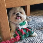 Un Shi Chi couché sous une chaise il porte un foulard vert et un collier et semble joueur