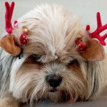 La face d'un Shi Chi aux poils tombantes portant des cornes de cerfs en jouets