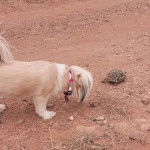 Un Shi Chi aux poils tombantes en face d'une tortue et portant un collier au cou