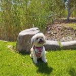 Un Shi Chi assis dans un champ d'herbes vertes habillée en rose et tirant la langue