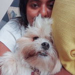 Un Shi Chi blanc dans les bras de son propriétaire couché et porte un collier au cou