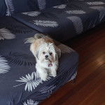 Un Shi Chi allongé sur un lit fleuri avec un collier au cou il semble détendu