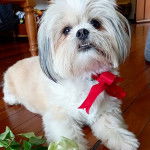 Un Shi Chi blanc allongé avec un ruban rouge autour du cou gueule ouverte 