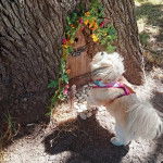 Photo montrant un Shi Chi blanc habillée marchant vers sa niche