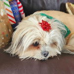 Un Shi Chi aux poils tombantes allongé dans son fauteuil et avec un jouet en étoile sur lui