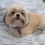 Un Shi Chi allongé dans un pagne et portant un collier au cou sa gueule est légèrement ouverte