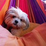 Un Shi Chi allongé dans un lit traditionnel et qui semble heureux et détendu