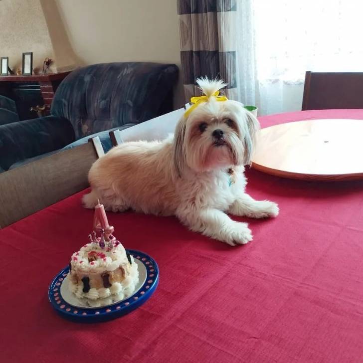 Un Shi Chi allongé sur une table à manger et portant un collier au cou il célèbre son anniversaire