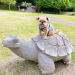 Un Shiffon de pelage marron et blanc assis sur le dos d'une tortue en statue  et porte une laisse