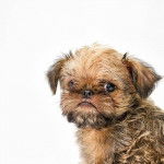 Photo en gros plan d'un Shiffon assis sur un fond blanc tout en étant joyeux et alerte