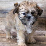 Un Shiffon de pelage marron et blanc debout sur un sol en bois  