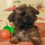Un Shiffon de pelage marron et blanc allongé sur une couverture en fixant la caméra