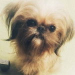 Un Shiffon de pelage marron et blanc assis sur ses pattes arrières tout en fixant la caméra