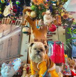 Un shiffon de pelage marron et blanc assis devant un arbre décoré avec des boules de Noël