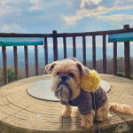 Un Shiffon de pelage marron et noir assis sur une table en bois et portant une laisse
