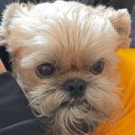 Photo en gros plan d'un Shiffon de pelage marron et blanc et portant  et portant un habit jaune
