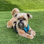 Un Shiffon marron et blanc allongé sur une herbacée et portant une laisse bleu il l'air détendu