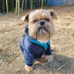 Un Shiffon de fourrure marron et blanche assis sur une surface herbacée et a l'air détendu