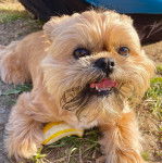 Un Shiffon allongé sur une surface herbacée tout en ouvrant sa gueule  il a l'air joueur