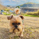 Un Shiffon marchant sur une surface peu herbacée tout ayant la queue enroulé il a l'air détendu 