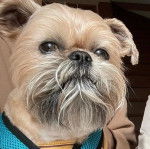 Photo montrant un Shiffon de pelage blanc et marron tout en regardant la caméra  d'un air joyeux