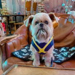 Un Shiffon de pelage marron et blanc assis sur un fauteuil et portant un habit jaune et bleu