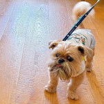 Un Shiffon de pelage marron et blanc debout sur un sol en bois et tenue par une laisse  bleue