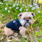 Un Shiffon assis devant un plant de bambou et portant un habit noir tout en fixant la caméra 