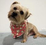 Un Shiffon de pelage marron et blanc assis sur une table grise devant un mur blanc 