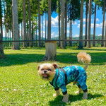 Un Shiffon de pelage kaki et blanc debout sur une surface herbacée et regarde la caméra amusé