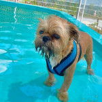 Un Shiffon de pelage marron et blanc debout dans l'eau et porte un porte un habit bleu