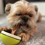Photo en gros plan d'un Shiffon allongé sur un tapis doux tout en ayant un jouet dans sa gueule 