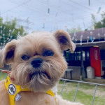 Un Shiffon de pelage blanc et marron allongé tout en regardant la caméra