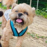 Un Shiffon marchant sur une surface herbacée tout tirant la langue hors de sa gueule