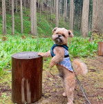Un Shiffon debout sur ses 2 pattes arrières et posant une patte avant sur un tronc d'arbre coupé