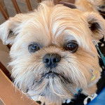 Photo montrant un Shiffon aux yeux marron assis sur un coussin noir  à motif blanc 