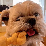 Un Shiffon de pelage kaki et blanc tenant un jouet en forme de corde dans sa gueule 