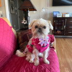 Une femelle Shiffon assise sur un canapé rose et ayant un noeud rose au cou 