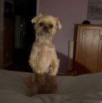 Un Shiffon debout sur ses 2pattes arrières sur un lit tout en fixant la caméra d'un air joueur