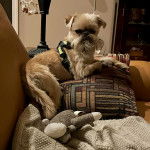 Une femelle Shiffon allongée sur un canapé tout en regardant la caméra d'un air détendu