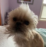 Un Shiffon blanc aux yeux noirs assis sur un lit tout en regardant la caméra d'un air détendu