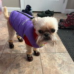 Une femelle Shiffon debout sur un sol carreler et portant des chaussures et un habit bleu