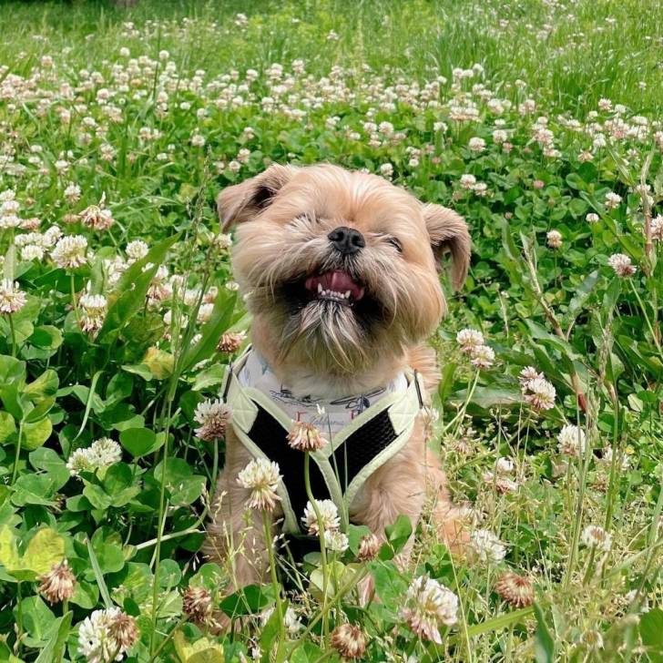 Un Shiffon assis dans un champ de fleurs sauvages tout en étant joyeux