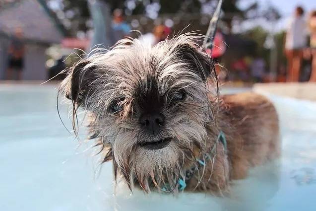 Photo en gros plan d'un Shiffon de pelage marron nageant dans une piscine et tenu par une laisse. 