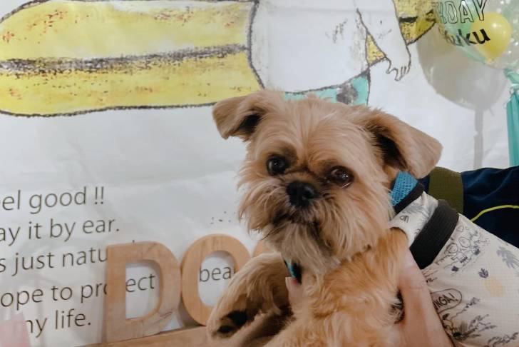 Un Shiffon au pelage bicolore, habillé en blanc  et regardant la caméra d'un air joueur