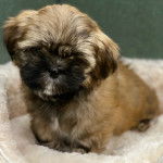 Un Shi Apso de couleur marron clair et foncé, assis sur une couverture blanche moelleuse