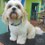 Un Shi Apso blanc avec une longue fourrure sur les oreilles